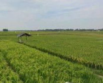 Jual Tanah Sawah Pinggir Jalan