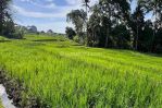 thumbnail-tanah-dijual-di-munggu-rice-field-dan-sunset-view-shm-zona-kuning-246-2-3