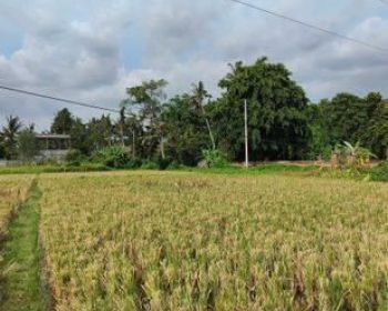 Tanah Strategis untuk Villa Depan Museum Frank Williams