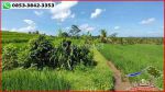 thumbnail-potensial-tanah-terasering-landai-48-are-di-penebel-tabanan-10