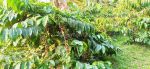 thumbnail-kebun-kopi-produktif-murah-di-tajinan-malang-5