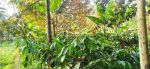 thumbnail-kebun-kopi-produktif-murah-di-tajinan-malang-2