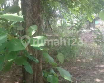 Dijual Cepat Tanah + Bonus Pohon Jati Di Klapanunggal Cikahuripan Bogor