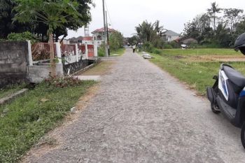 Belakang Bandara Adisutjipto Tanah Sawah Subur Di Berbah Sleman