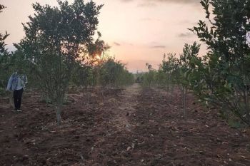 Tanah Luas Potensial Untuk Bisnis Lokasi di Bocek Karangploso Malang