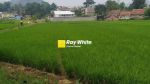 thumbnail-tanah-bentuk-sawah-di-mainroad-alfathu-soreang-1