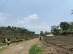 thumbnail-tanah-sawah-subur-harga-istimewa-di-junrejo-kota-batu-2