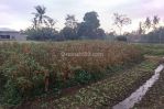 thumbnail-tanah-kavling-siap-bangun-view-sawah-di-ubud-9