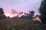 thumbnail-tanah-kavling-siap-bangun-view-sawah-di-ubud-7