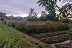 thumbnail-tanah-kavling-siap-bangun-view-sawah-di-ubud-6