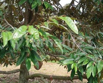 Di jual kebun durian siap panen, subang , bdg barat