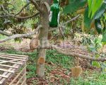 thumbnail-di-jual-kebun-durian-siap-panen-subang-bdg-barat-1