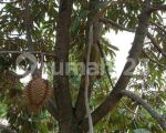 thumbnail-di-jual-kebun-durian-siap-panen-subang-bdg-barat-3