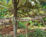 thumbnail-di-jual-kebun-durian-siap-panen-subang-bdg-barat-2