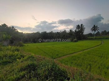 Di Jual Tanah di Pedesaan Ubud View Sawah Dan Gunung Agung