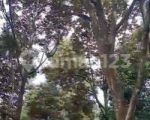 thumbnail-dijual-tanah-kebun-durian-4-ha-di-cijambe-subang-jawa-barat-9