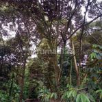 thumbnail-dijual-tanah-kebun-durian-4-ha-di-cijambe-subang-jawa-barat-2