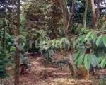 thumbnail-dijual-tanah-kebun-durian-4-ha-di-cijambe-subang-jawa-barat-10