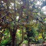 thumbnail-dijual-tanah-kebun-durian-4-ha-di-cijambe-subang-jawa-barat-1