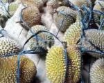 thumbnail-dijual-tanah-kebun-durian-4-ha-di-cijambe-subang-jawa-barat-5