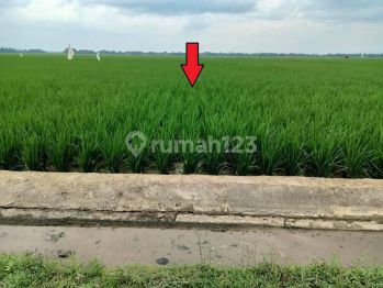 Sawah dijual di belitang 3 desa karang sari oku timur sumsel