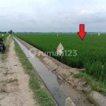 thumbnail-sawah-dijual-di-belitang-3-desa-karang-sari-oku-timur-sumsel-2