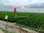 thumbnail-sawah-dijual-di-belitang-3-desa-karang-sari-oku-timur-sumsel-1