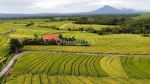 thumbnail-tanah-view-sawah-beraban-selemadeg-tabanan-1