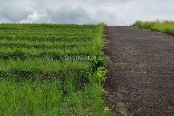 Dijual Cepat Kavling Tabanan Bali Suasana Asri