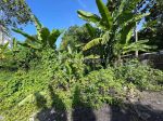 thumbnail-available-for-lease-land-in-canggu-located-in-cempaka-1