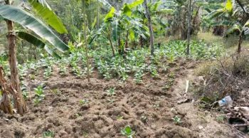 Kebun Termurah Limbangan Kendal Kabupaten Semarang