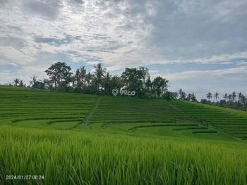 Dijual Sawah Murah Di Selemadeg Barat Tabanan Bali