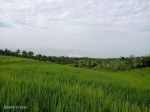 thumbnail-dijual-sawah-murah-di-selemadeg-barat-tabanan-bali-5