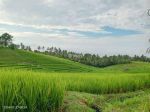 thumbnail-dijual-sawah-murah-di-selemadeg-barat-tabanan-bali-1