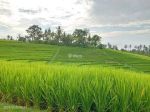 thumbnail-dijual-sawah-murah-di-selemadeg-barat-tabanan-bali-2