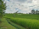 thumbnail-dijual-sawah-murah-di-selemadeg-barat-tabanan-bali-4