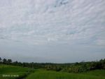 thumbnail-dijual-sawah-murah-di-selemadeg-barat-tabanan-bali-6