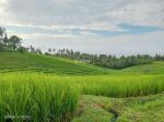 thumbnail-dijual-sawah-murah-di-selemadeg-barat-tabanan-bali-3