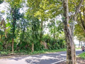 Sale Tanah: Tanah Dijual