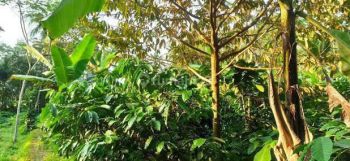 Investasi Tanah Kebun Kopi Produktif Murah