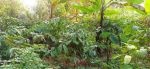 thumbnail-investasi-tanah-kebun-kopi-produktif-murah-3