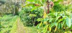 thumbnail-investasi-tanah-kebun-kopi-produktif-murah-1