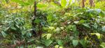 thumbnail-investasi-tanah-kebun-kopi-produktif-murah-5