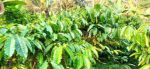 thumbnail-investasi-tanah-kebun-kopi-produktif-murah-4