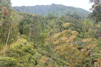 Tanah kebun teh pemandangan bagus di Bojong Purwakarta