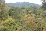 thumbnail-tanah-kebun-teh-pemandangan-bagus-di-bojong-purwakarta-1