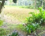 thumbnail-tanah-view-sawah-cantik-lingkungan-resort-dan-villa-6