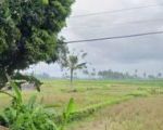 thumbnail-tanah-view-sawah-cantik-lingkungan-resort-dan-villa-5