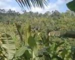 thumbnail-dijual-tanah-di-dekat-anantara-ubud-gianyar-bali-4