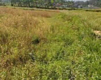 Tanah rata rumah+gazebo nempel kali sungai view lepas ke gunung